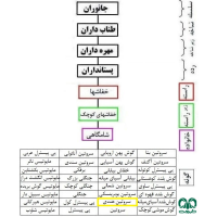 گونه خفاش سروتین هندی Indian Serotine